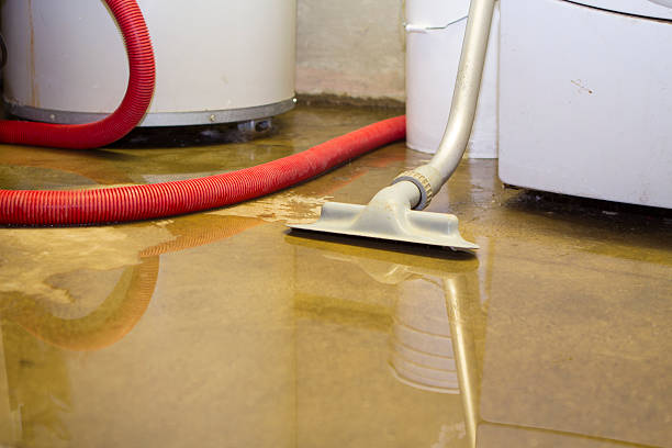 Best Mold removal after water damage  in Minneota, MN